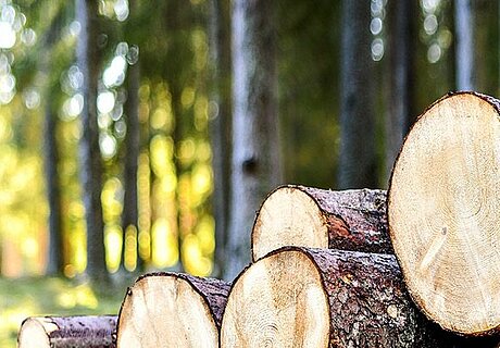 ECO System Haus – Preise, Darstellung Holz im Wald